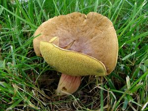 Klikni pro velký obrázek