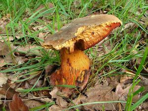 Klikni pro velký obrázek