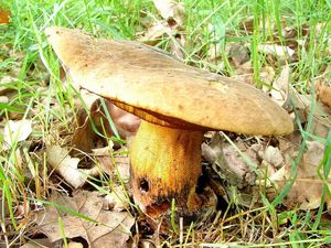 Klikni pro velký obrázek