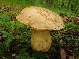 Klikni pro velký obrázek