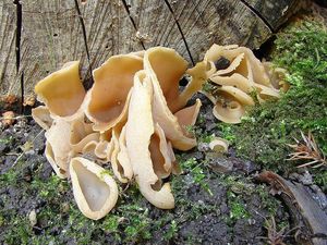 Klikni pro velký obrázek