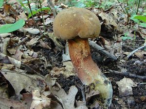 Klikni pro velký obrázek