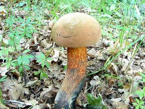 Klikni pro velký obrázek