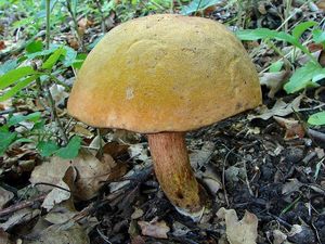 Klikni pro velký obrázek