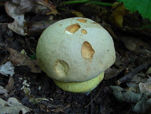 Klikni pro velký obrázek