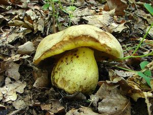 Klikni pro velký obrázek