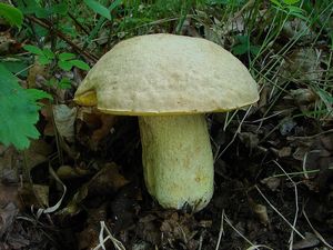 Klikni pro velký obrázek