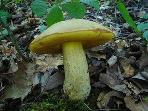 Klikni pro velký obrázek