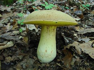 Klikni pro velký obrázek