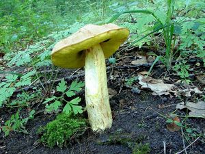 Klikni pro velký obrázek