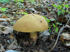 Klikni pro velký obrázek