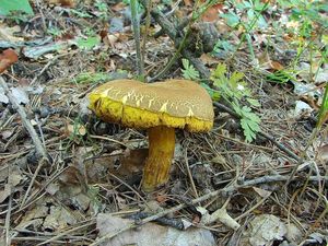 Klikni pro velký obrázek