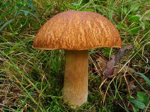 Klikni pro velký obrázek