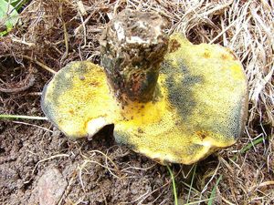 Klikni pro velký obrázek