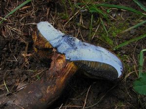Hřib modračka - Boletus pulverulentus Opat.