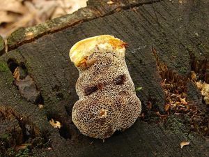 Klikni pro velký obrázek