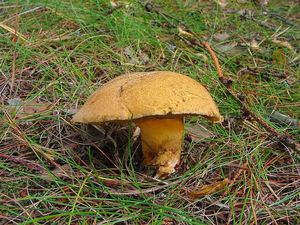 Klikni pro velký obrázek