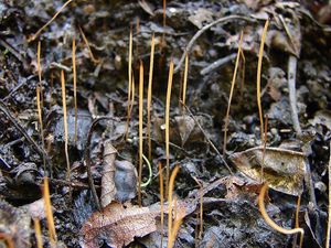 Paluška štíhlá - Typhula phacorrhiza