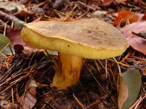 Klikni pro velký obrázek