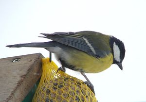 Klikni pro velký obrázek