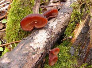 Klikni pro velký obrázek