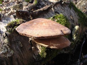 Klikni pro velký obrázek