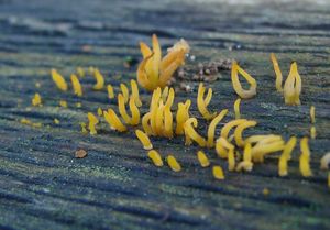 Krásnorůžek rohovitý - Calocera cornea (Batsch) Fr. 1827