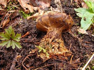 Klikni pro velký obrázek