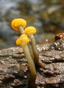 Míhavka vodní (Vibrissea truncorum)