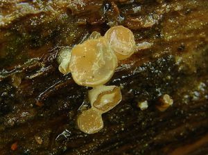 Vodnička terčovitá - Cudoniella tenuispora (Cooke & Massee) Dennis 1974