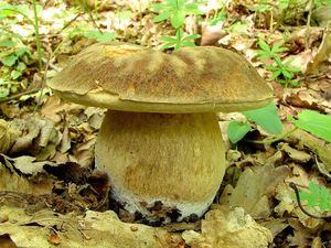 Klikni pro velký obrázek