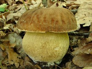 Klikni pro velký obrázek