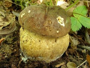 Klikni pro velký obrázek