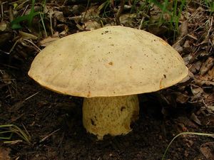 Klikni pro velký obrázek