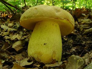 Klikni pro velký obrázek