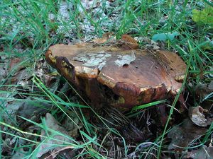 Klikni pro velký obrázek