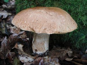 Klikni pro velký obrázek