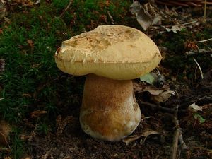 Klikni pro velký obrázek