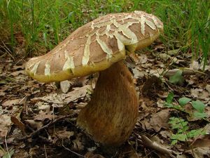 Klikni pro velký obrázek