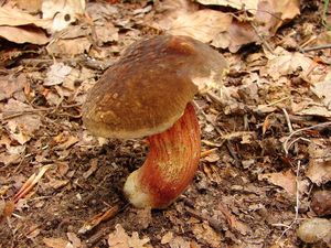 Klikni pro velký obrázek