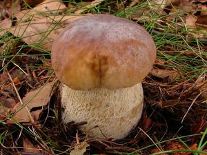 Hřib smrkový - Boletus edulis Bull. 1782