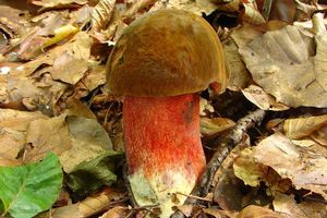 Klikni pro velký obrázek