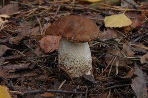 Klikni pro velký obrázek