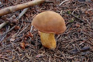 Klikni pro velký obrázek