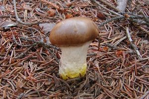 Klikni pro velký obrázek