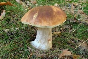 Hřib smrkový - Boletus edulis Bull. 1782