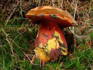 Klikni pro velký obrázek