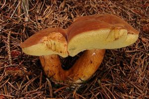 Klikni pro velký obrázek