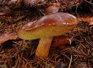 Klikni pro velký obrázek