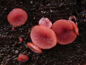 Klikni pro velký obrázek